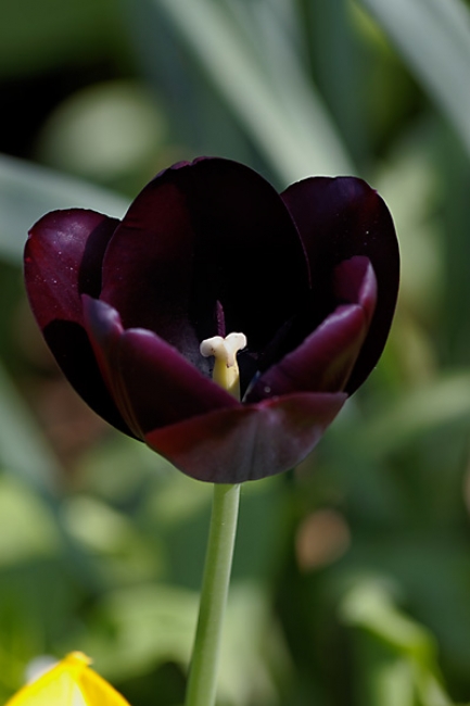 Jardin des Impressionnistes-047